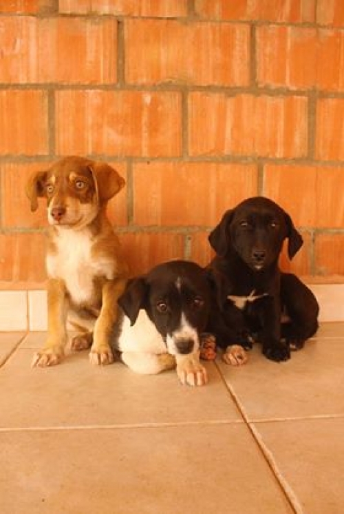 მეტისი უსახელო