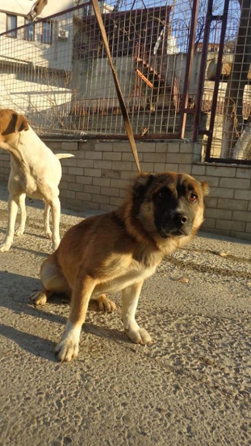 მეტისი უსახელო