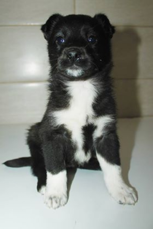 მეტისი უსახელო