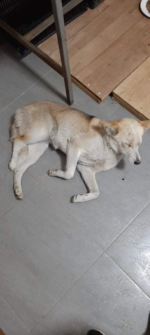 მეტისი უსახელო