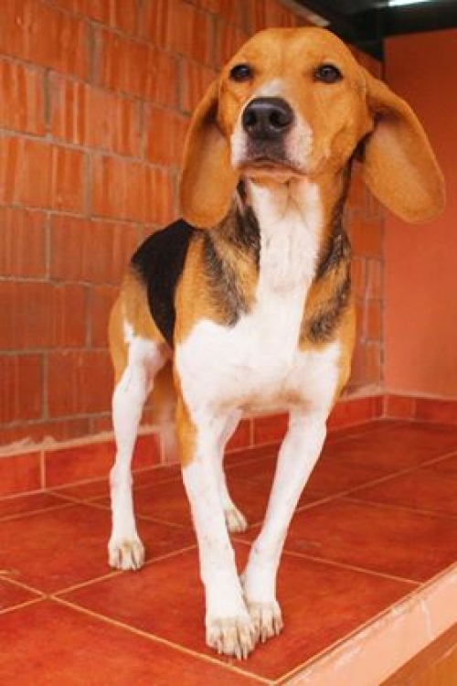 გონჩი უსახელო