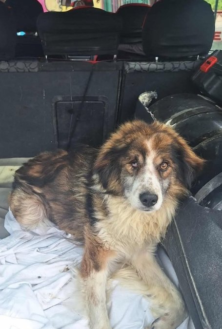 მეტისი. საჩხერე