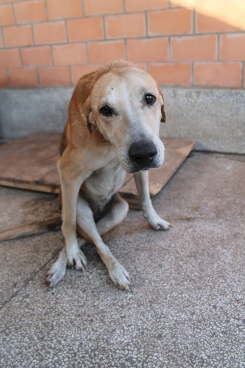 გონჩი ლედი