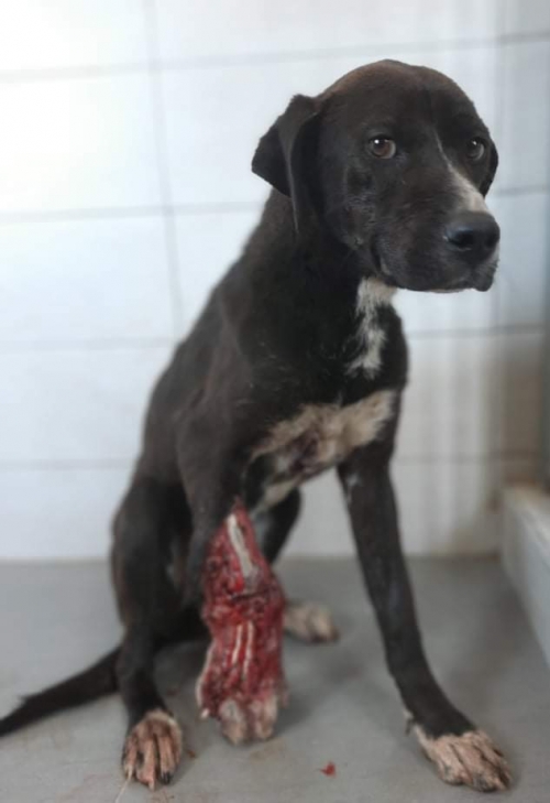 მეტისი ქარელის რაიონი