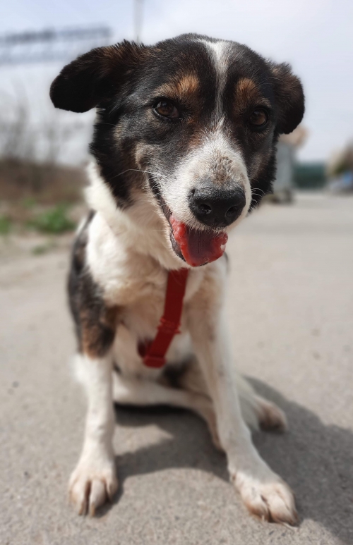 მეტისი ცუგო თეთრიწყარი