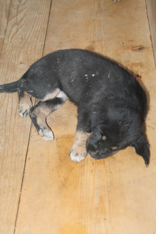 მეტისი უსახელო