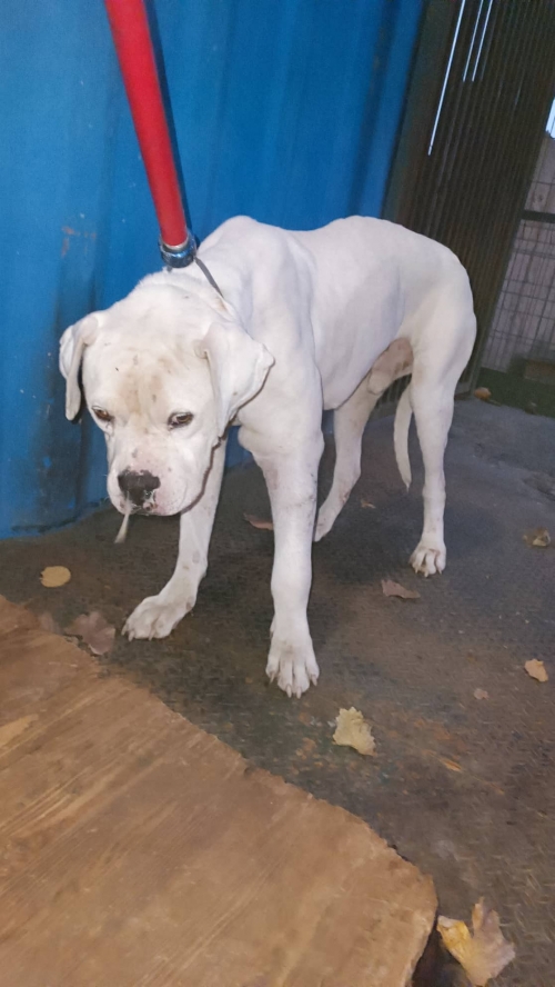 არგენტინული დოგი კაიროს მე 3 ქუჩა