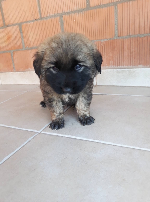 მეტისი ლისის ტბა