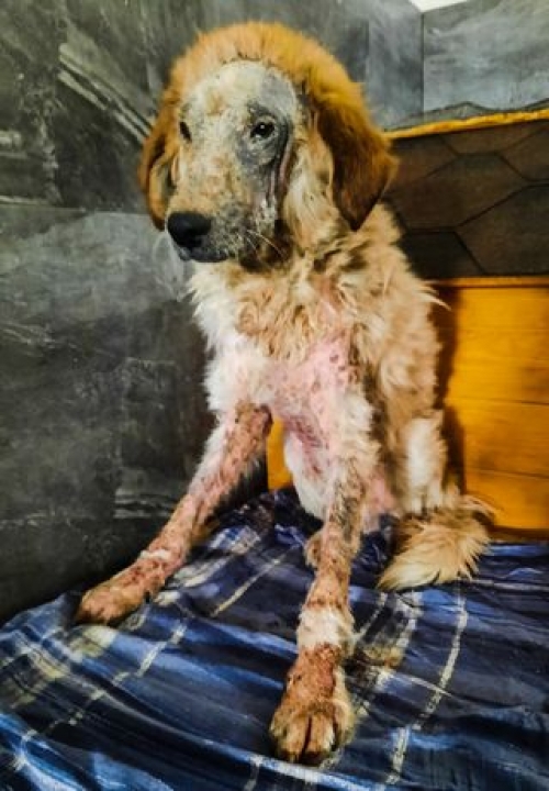 მეტისი მარნეული ნანა გაბაიძე