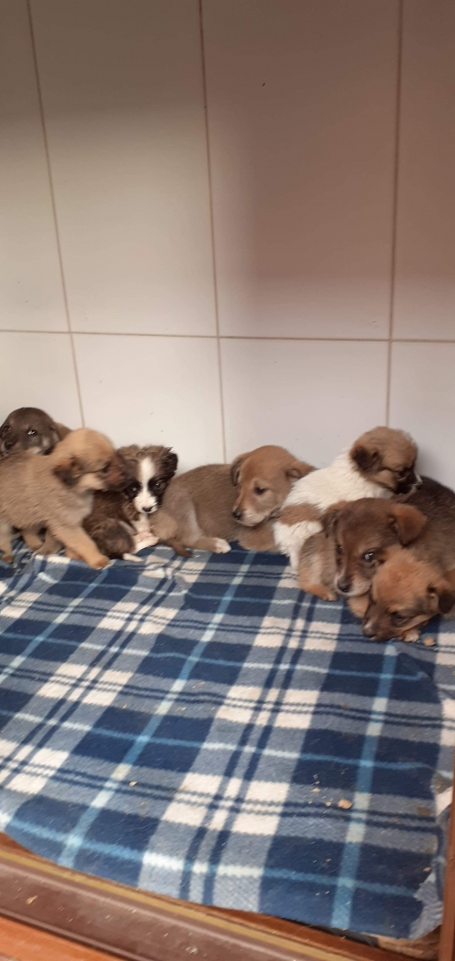 მეტისი უსახელო