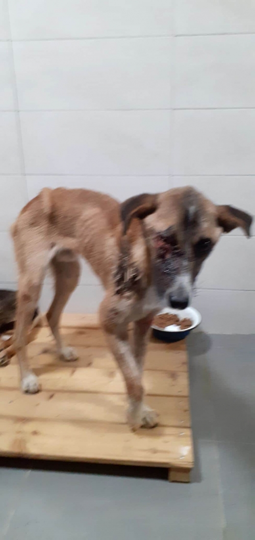 მეტისი უსახელო