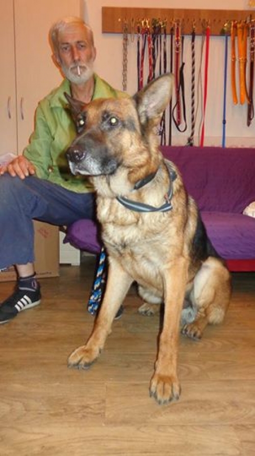 გერმანული ნაგაზი უსახელო