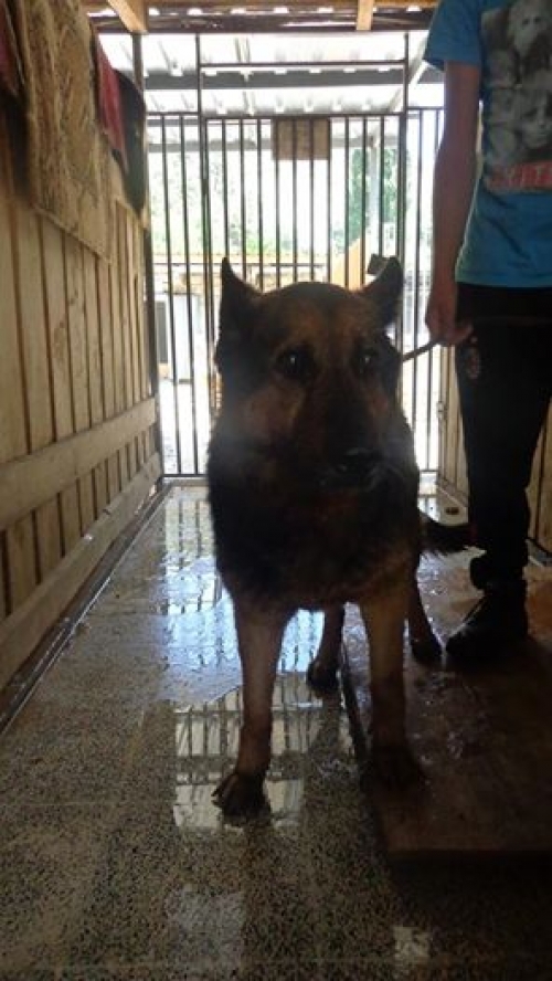 გერმანული ნაგაზი დენი