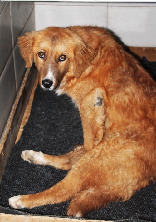 მეტისი ფოქსი