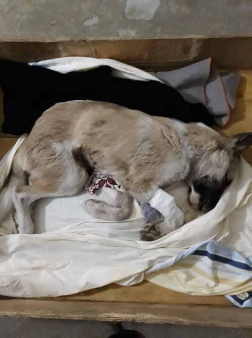 მეტისი უსახელო