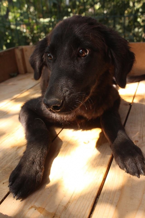 მეტისი უსახელო