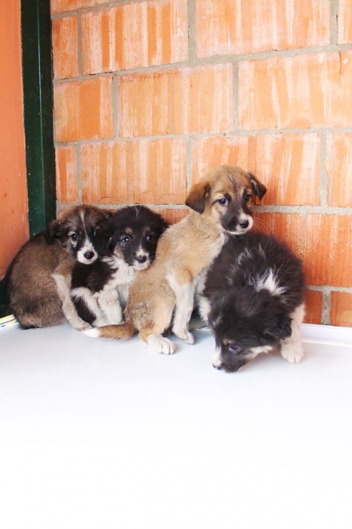 მეტისის ლეკვები უსახელო