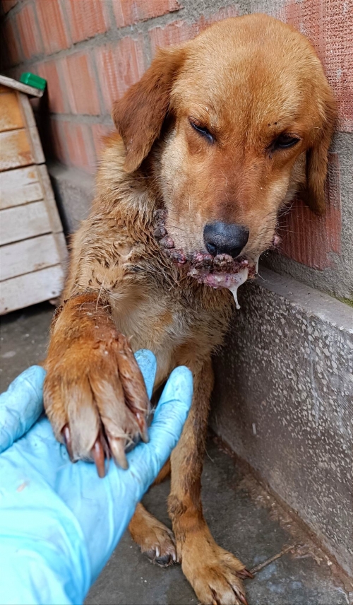 მეტისი რეა. ჭიათურიდან