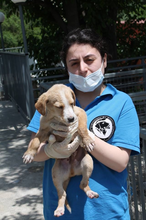 მეტისი უსახელო