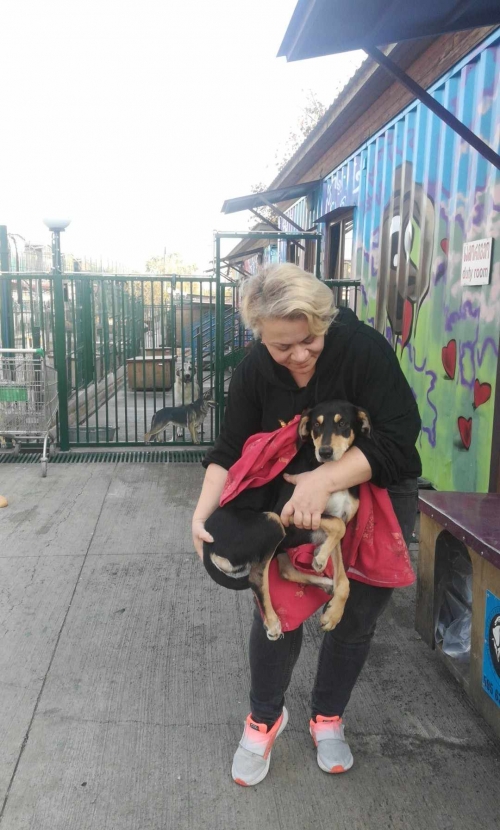 მეტისი ვარკეთილის ხიდები