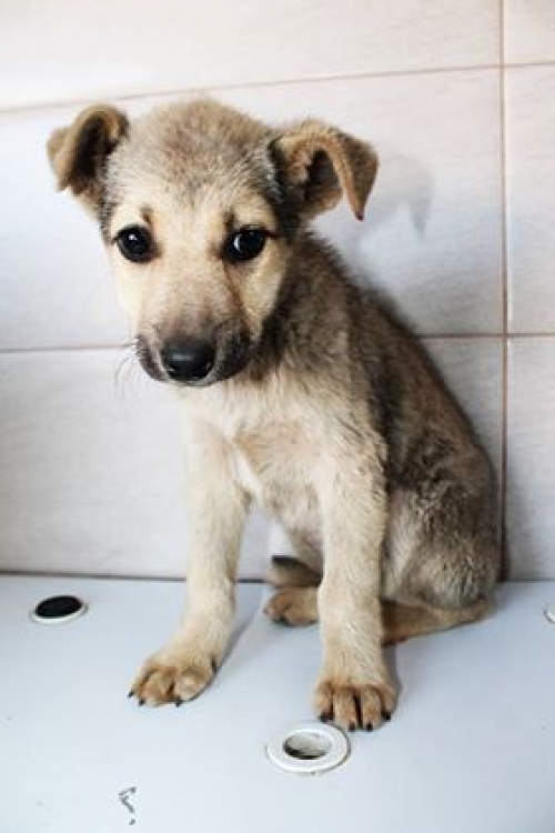 მეტისი უსახელო