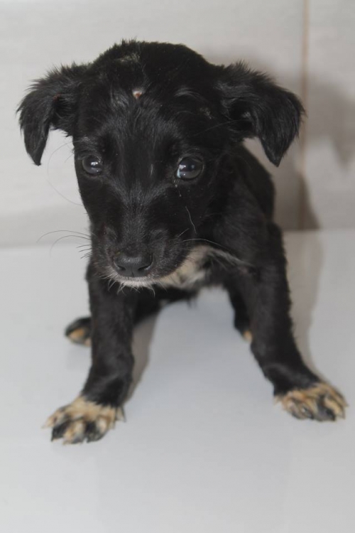 მეტისი უსახელო