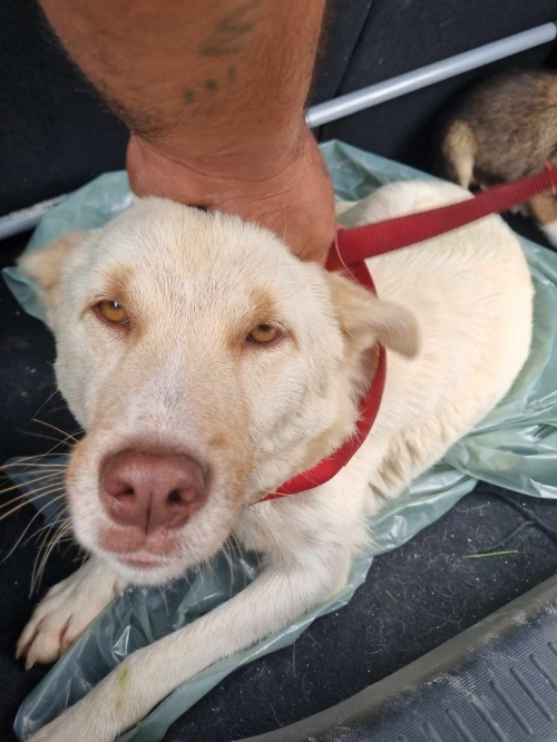 მეტისი საგურამო