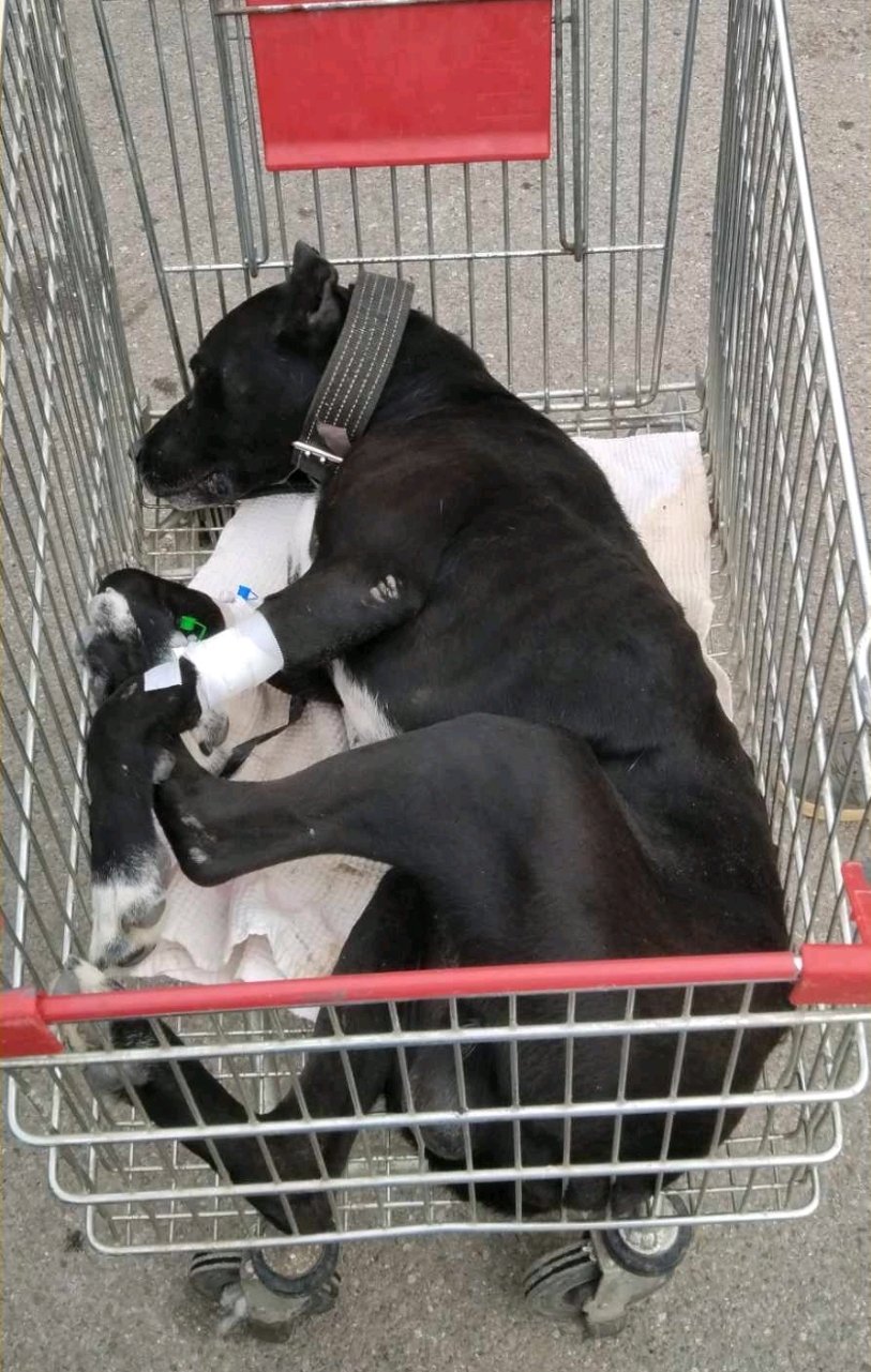 კანე კორსო. დარსი