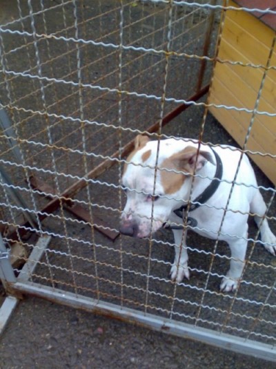 * გაჩუქებულები