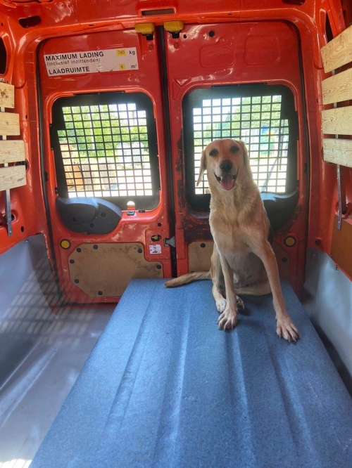 მეტისი გუდაური