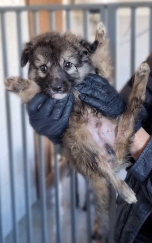 მეტისი თელავი