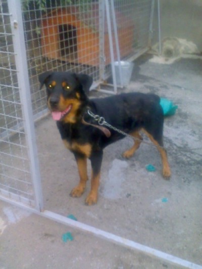 * გაჩუქებულები ლედი