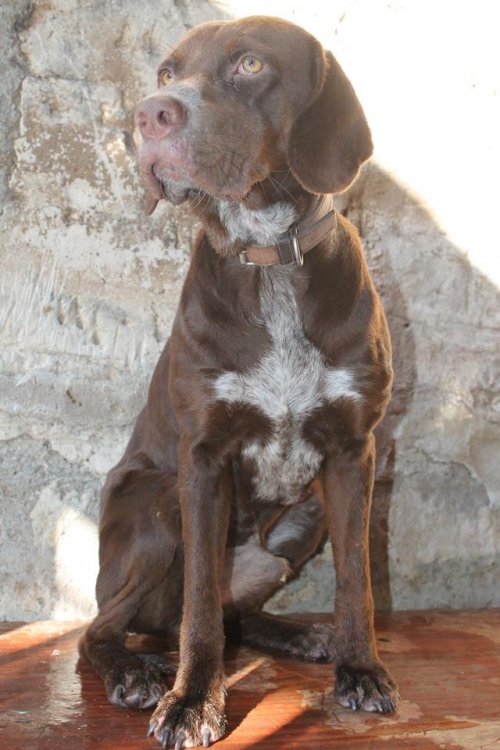 კურცხაარი უსახელო