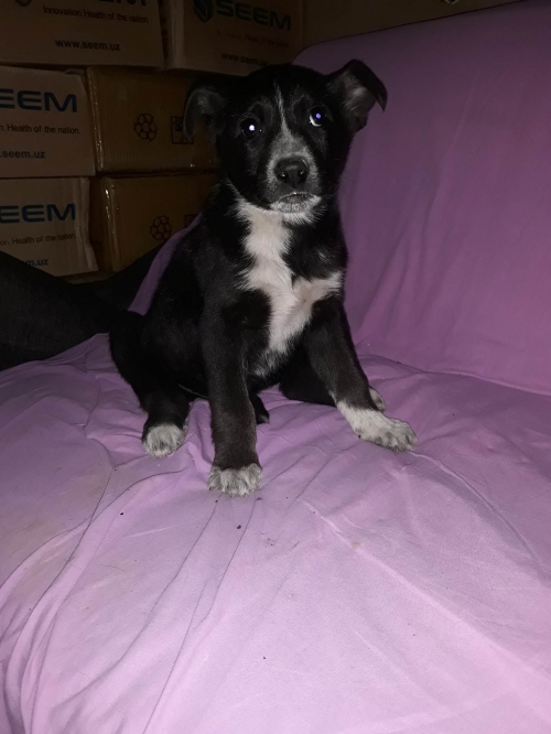 მეტისი დიღმის მასივი სასყუმრო 444