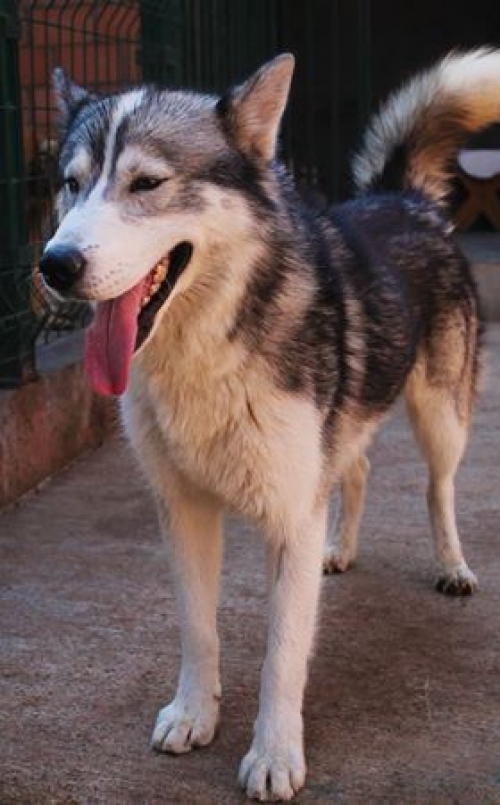 ციმბირული ხასკი უსახელო