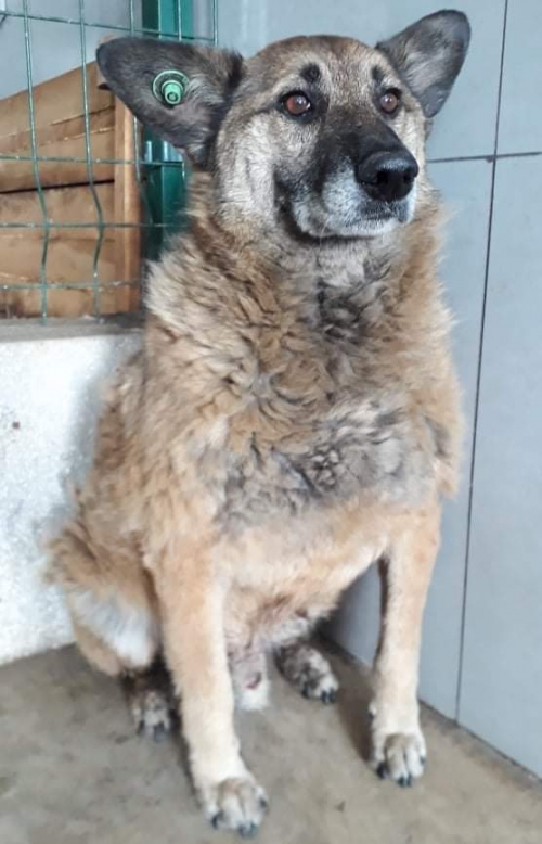 მეტისი უსახელო