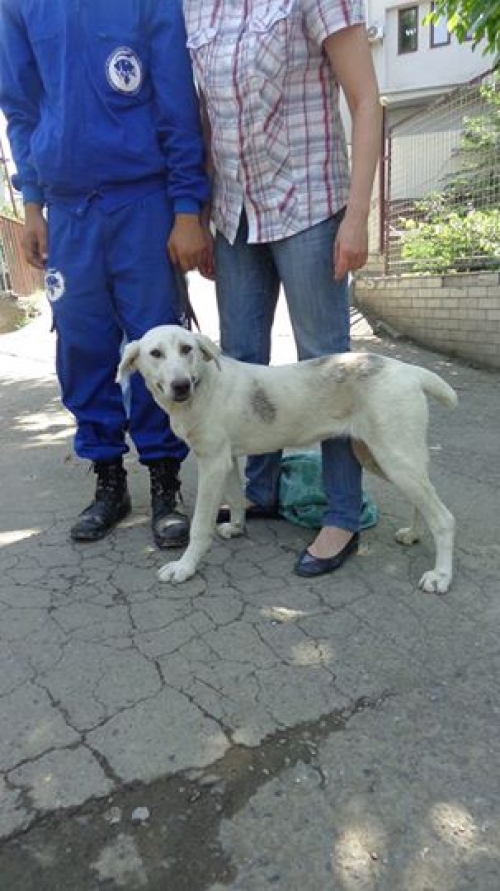 მეტისი ბელკა