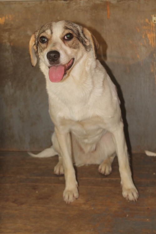 მეტისი უსახხელო