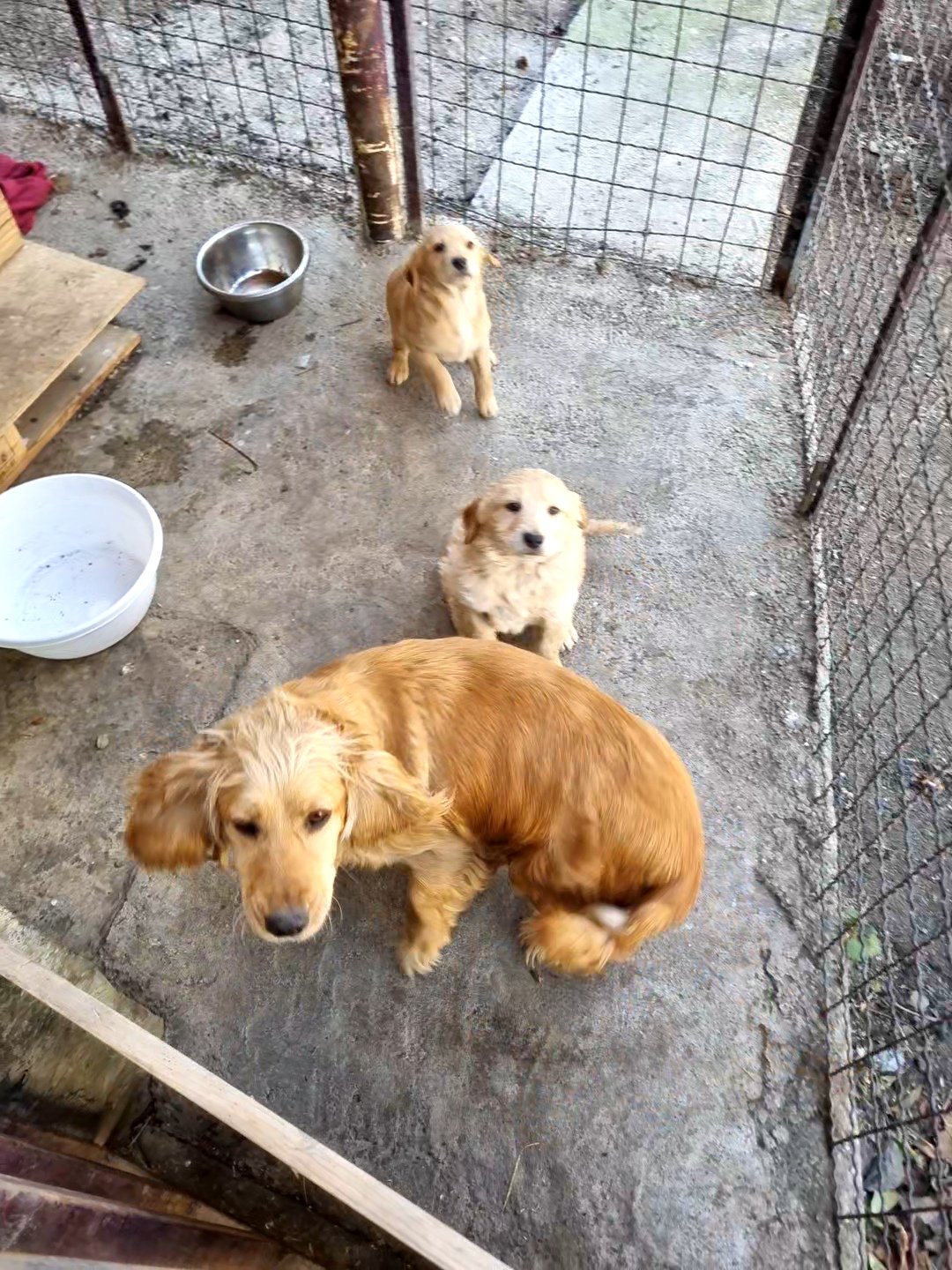 კოკერსპანიელი. დედა და ორი შვილი. გლდანი