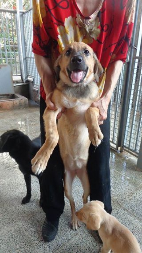 მეტისი მეა