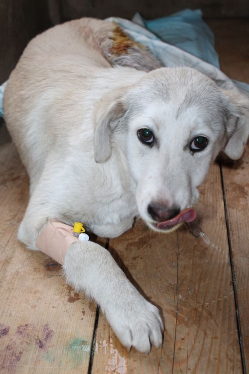 მეტისი უსახელო