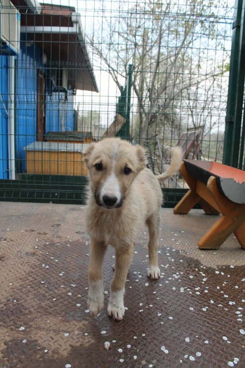 ქართული ქოფაკი უსახელო