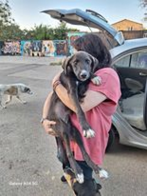 მეტისი კრწანისის ქუჩა ნიუ ჰოსპიტოლთან იპოვა