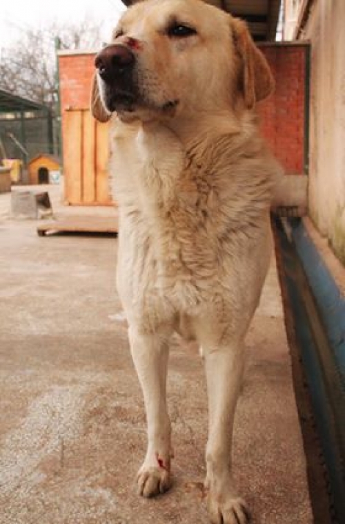 მეტისი ბელო