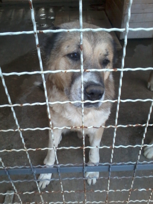 ქართული ნაგაზი ლომა