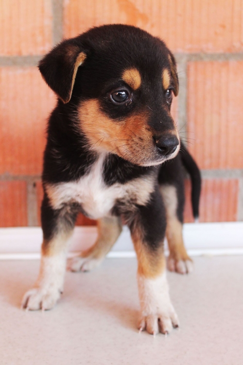 მეტისი უსახელო