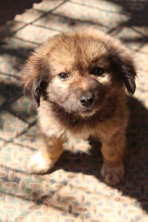 მეტისი უსახელო