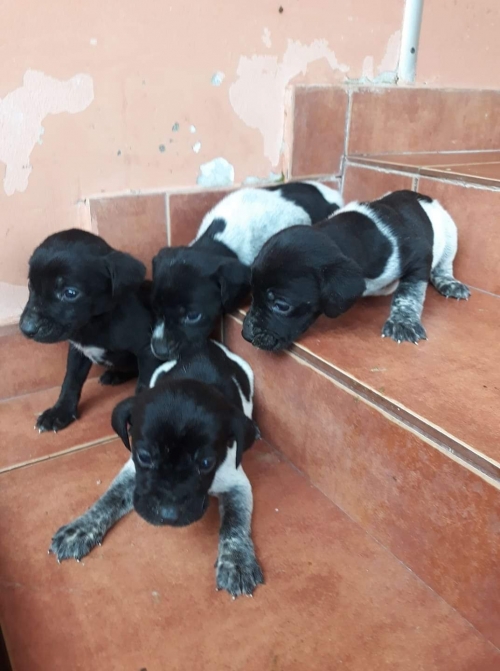 კურცხაალის მეტისი უსახელო