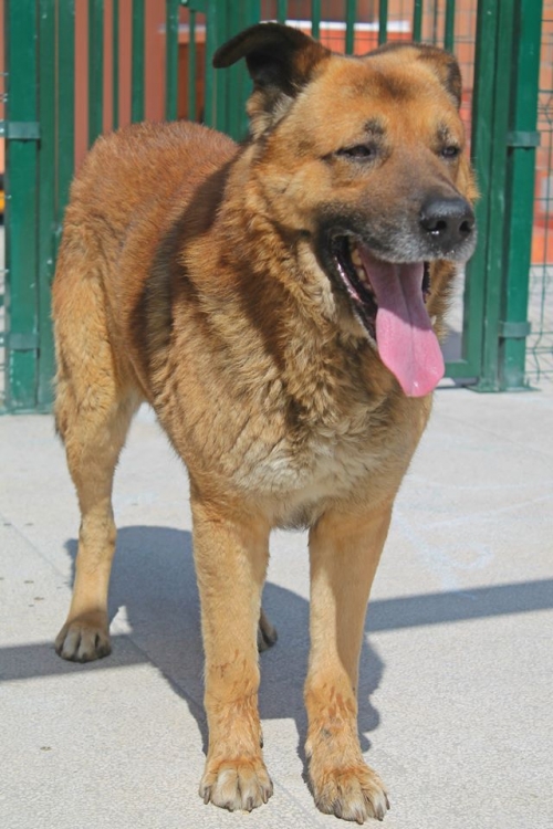 გერმანული ნაგაზის მეტისი ჯეკი