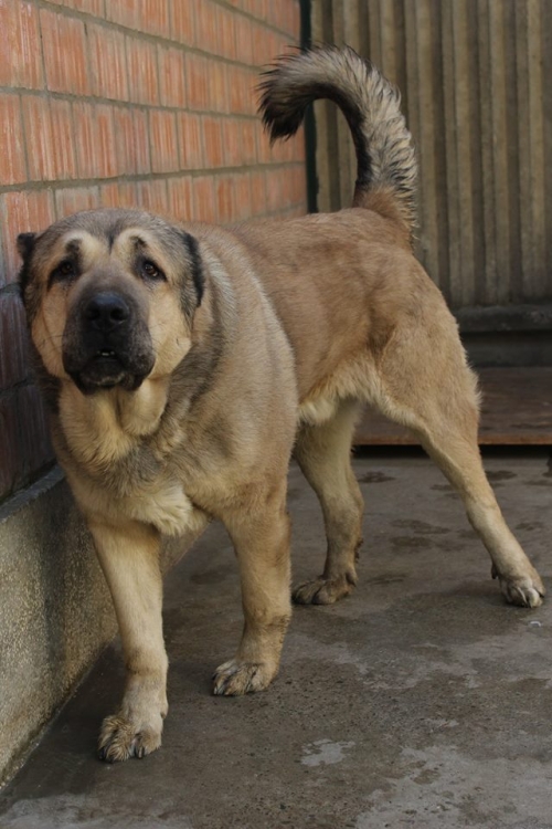 ქართული ნაგაზი ბიგი